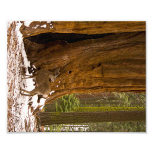 Mule Deer Photo Print