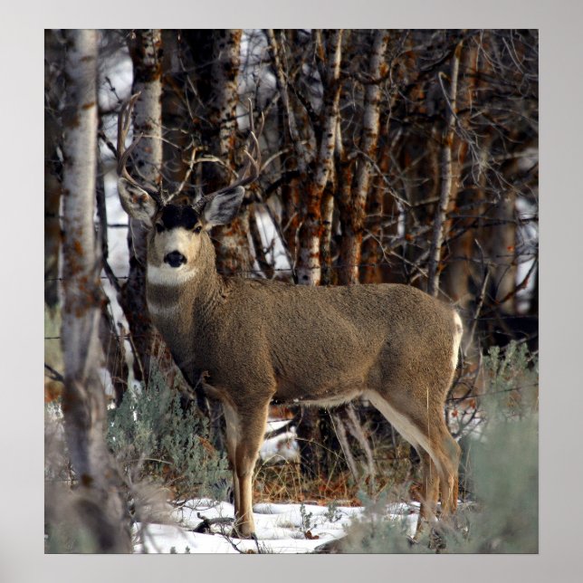 Mule deer Picture,4 Poster (Front)