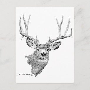 Mule Deer Postcard