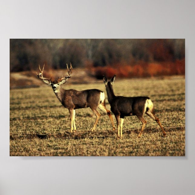 Mule Deer Poster (Front)