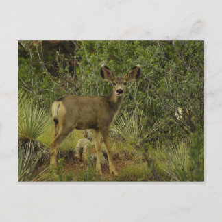 Mule Deer Raspberry Postcard