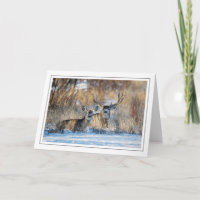 Mule Deer Resting in Snowy Grass