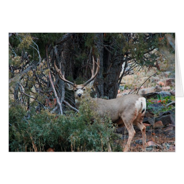 Mule deer spur buck (Front Horizontal)