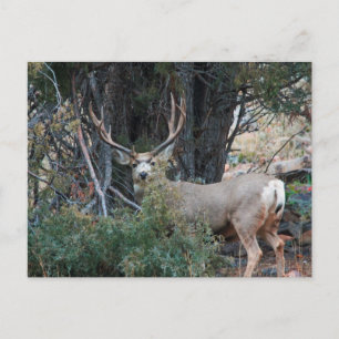 Mule deer spur buck postcard
