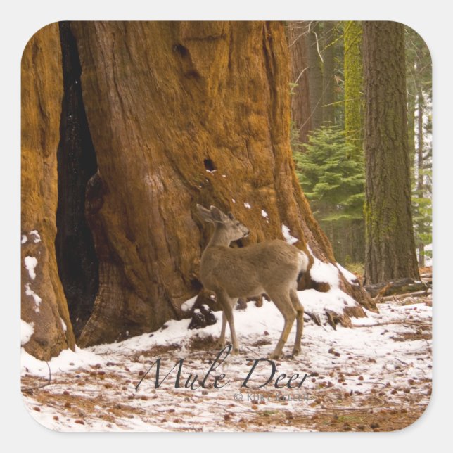 Mule Deer Square Sticker (Front)