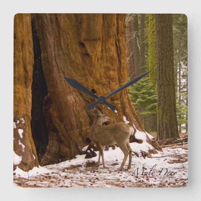 Mule Deer Square Wall Clock (Front)