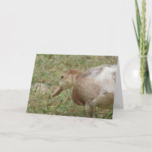 Mule Duck Card