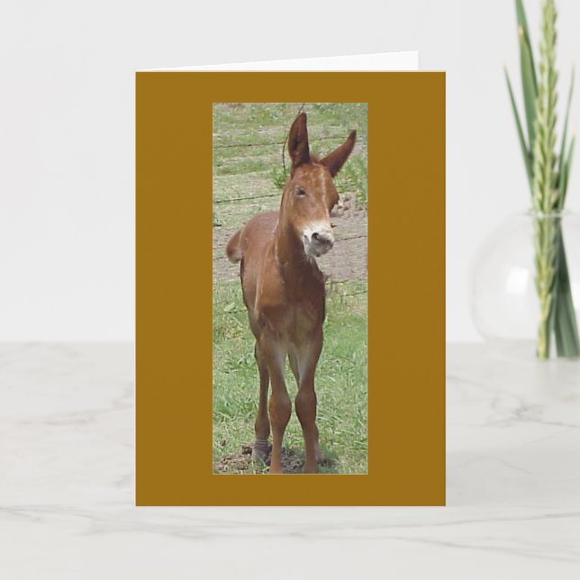 Mule Greeting Card (Front)