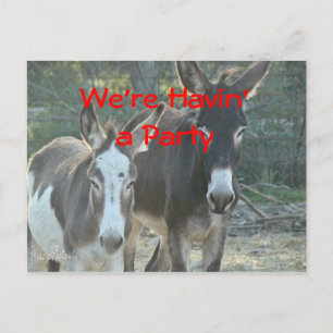 Mule Postcard-any occasion-customise Postcard
