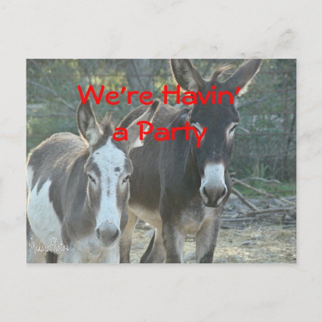 Mule Postcard-any occasion-customise Postcard (Front)