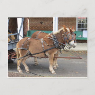 Mule Team, 1 Postcard