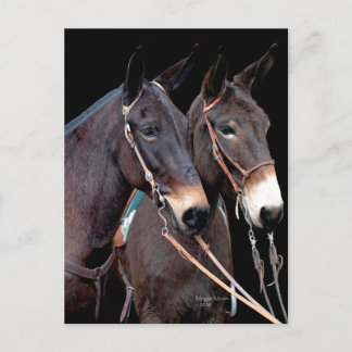 Mule Twosome Postcard