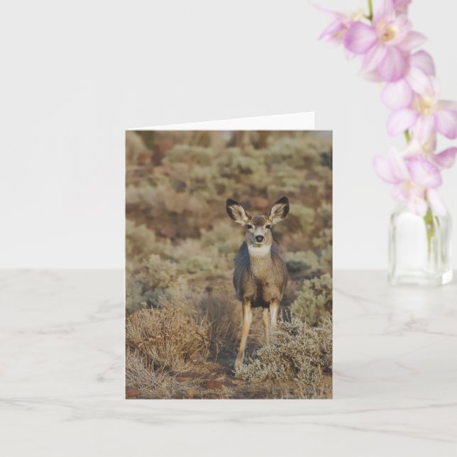 Muley in the Sage - 4" x 5.6" Notecard (Orchid)