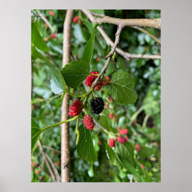 Mullberry Branch Poster (Front)