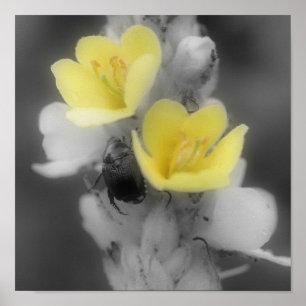Mullein Flower Beetle BW Partial Colour Poster