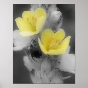 Mullein Flower Beetle BW Partial Colour Poster