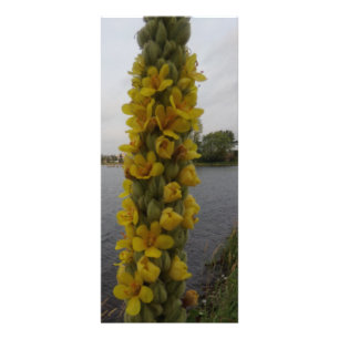 Mullein Flowers Bookmarks Rack Card