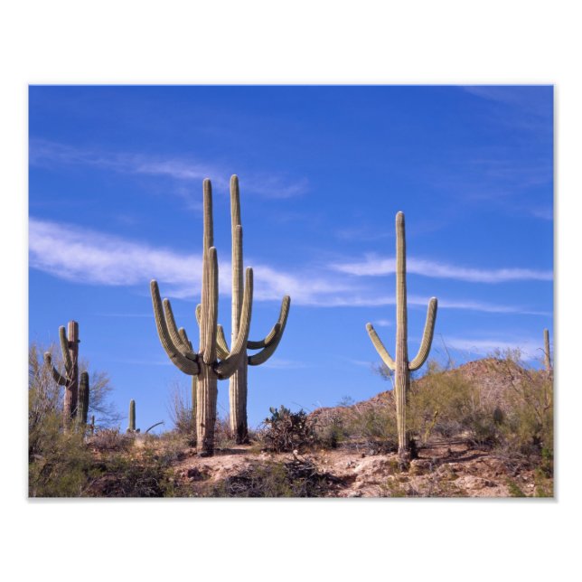 Multi armed Giant Saguaro cactus, Saguaro Photo Print (Front)