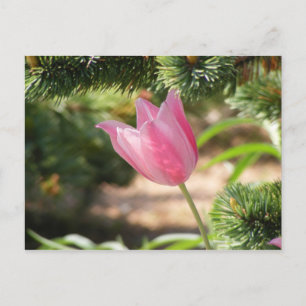 MULTI COLORED PINK TULIP POSTCARD
