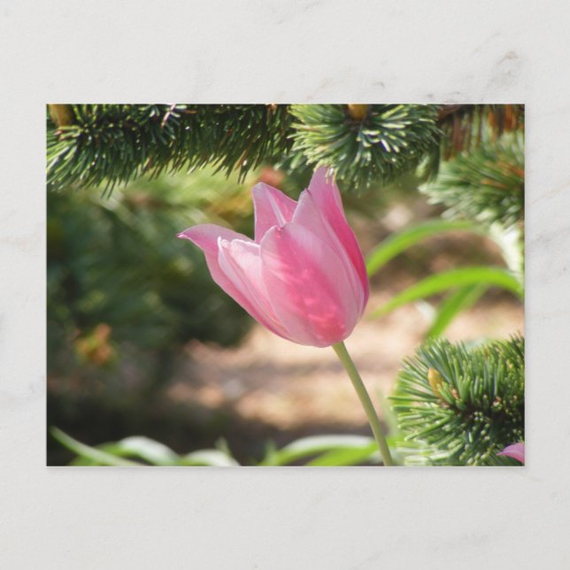 MULTI COLORED PINK TULIP POSTCARD (Front)