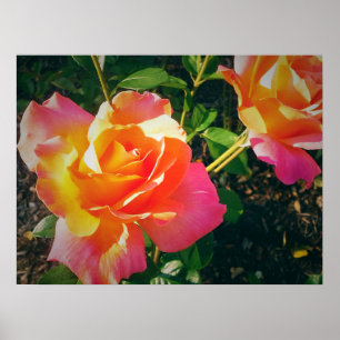 MULTI -COLORED ROSE POSTER