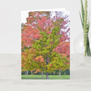 "MULTI-COLORED TREE IN FALL" GREETING CARD