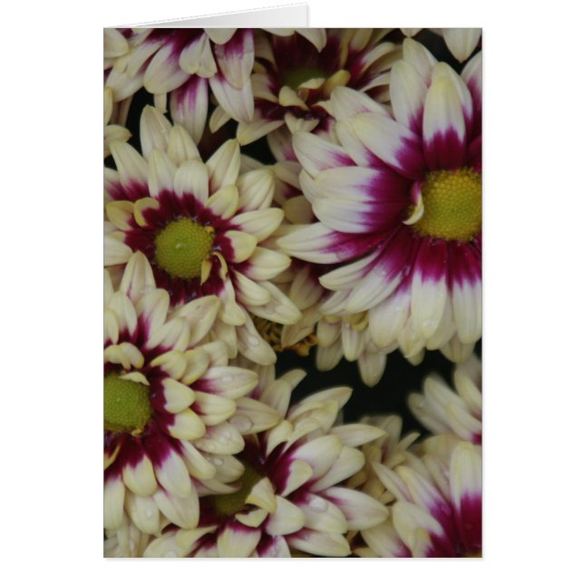 Multi colour daisies (Front)