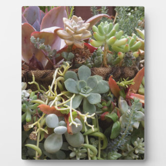 Multi-coloured-Cacti Plaque