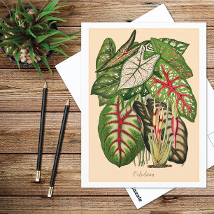 Multi Coloured Caladium Plant Illustration Postcard