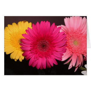 Multi coloured gerber daisies