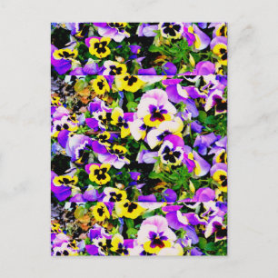 multi-coloured pansy flowers postcard