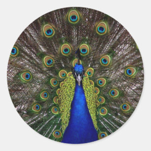 Multi coloured Peacock Stickers