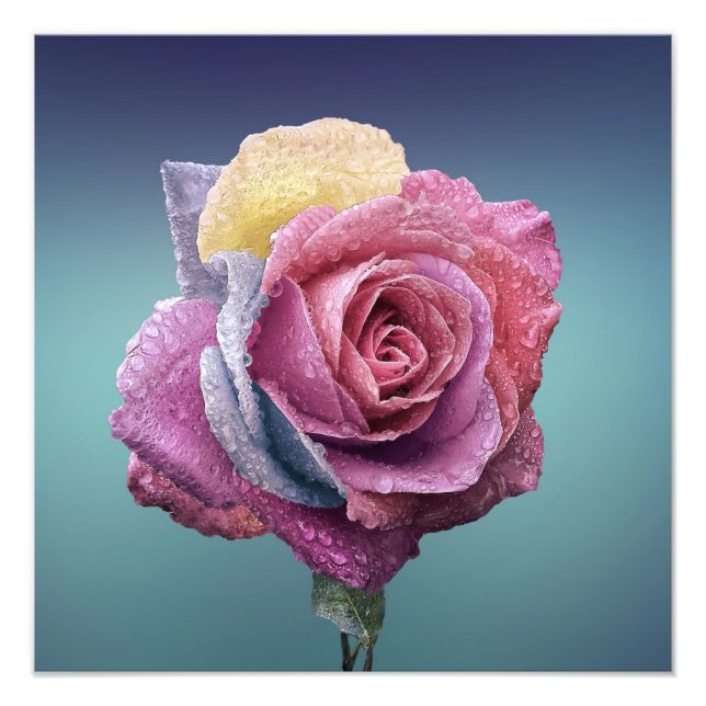 Multi Coloured Rose Photo Print (Front)