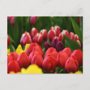 multi coloured tulips postcard