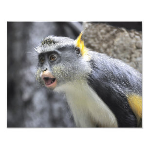 Multi- Coloured  Wolf Monkey Photo Print