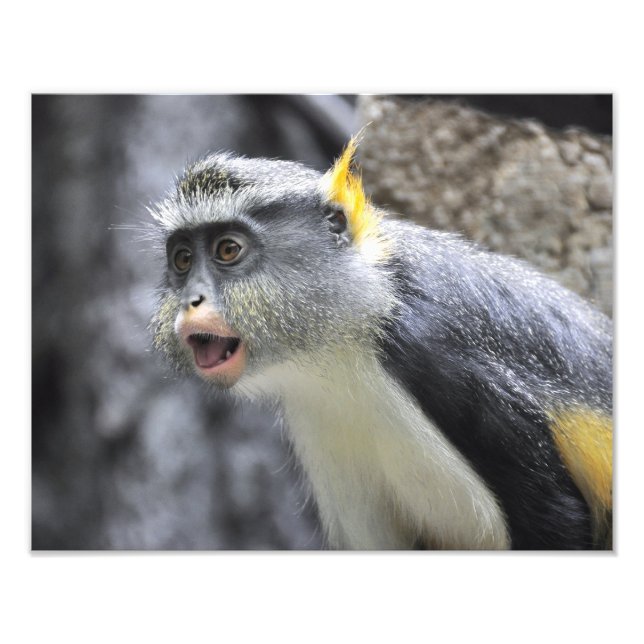 Multi- Coloured  Wolf Monkey Photo Print (Front)