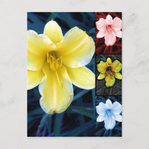 Multi Flower  -  Floral Postcard