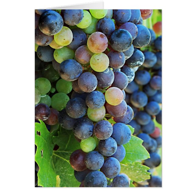 Multi Grapes (Front)