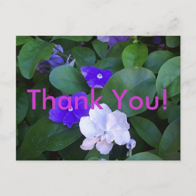 Multi Petunias Thank You Postcard (Front)