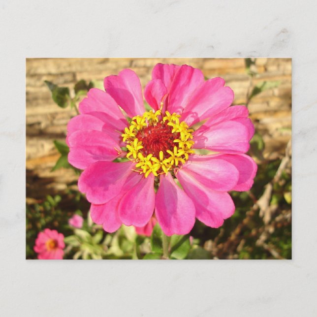 Multicolor Bloom Postcard (Front)
