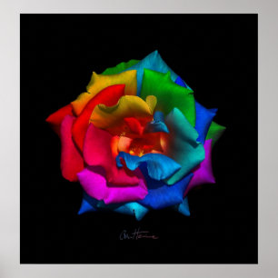 Multicolor Rose Poster