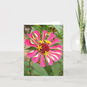 Multicolor Zinnia Card