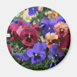 Multicolored Pansies Magnet