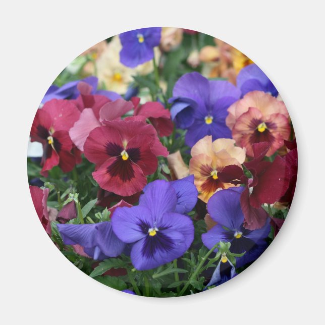 Multicolored Pansies Magnet (Front)