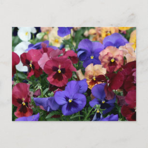 Multicolored Pansies Postcard