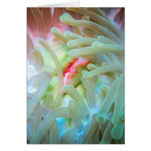 Multicolored Sea Anemone