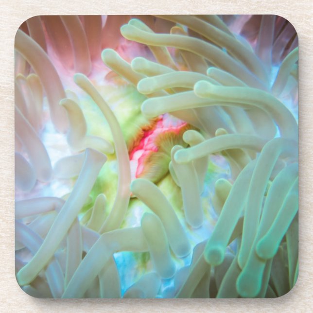 Multicolored Sea Anemone Coaster (Front)