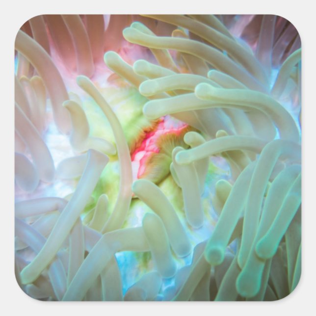 Multicolored Sea Anemone Square Sticker (Front)