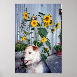 Multiheaded Sunflower and Dog Poster