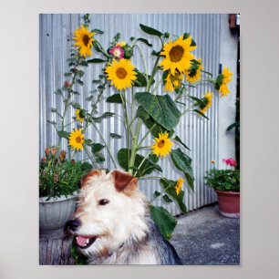 Multiheaded Sunflower and Dog Poster